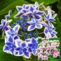 Star Gazer Hydrangea Rooted Starter Plant Fresh Garden