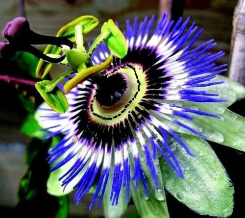 Hardy Blue Crown Passiflora Caerulea Passion Flower Small Rooted Starter Plant Fresh Garden