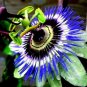 Hardy Blue Crown Passiflora Caerulea Passion Flower Small Rooted Starter Plant Fresh Garden