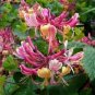 Candy Swirl Lonicera Honeysuckle Vine Rooted Starter Plant Hummingbird Heaven Fresh Garden