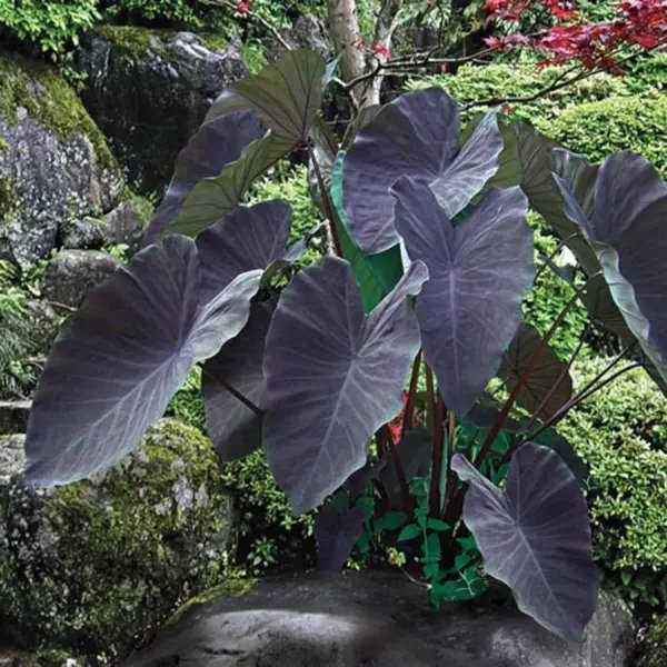 Black Magical Colocasia Esculenta Small Rooted Starter Plant Fresh Garden
