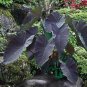 Black Magical Colocasia Esculenta Small Rooted Starter Plant Fresh Garden