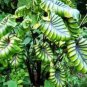 Pharaoh'S Mask Colocasia Esculenta Rare Purple Veined Aroid Small Starter Plant Fresh Garden