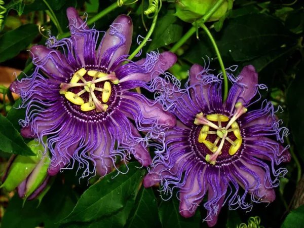 Incense Passiflora Incarnata Cincinnata Starter Plant Purple Flower Yellow Fruit Fresh Garden