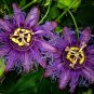 Incense Passiflora Incarnata Cincinnata Starter Plant Purple Flower Yellow Fruit Fresh Garden
