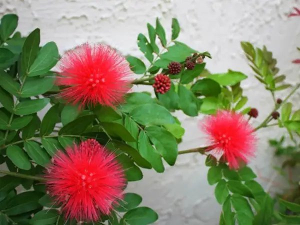 Red Dwarf Powder Puff Starter Plant Calliandra Haematocephala Hummingbird Heaven Fresh Garden