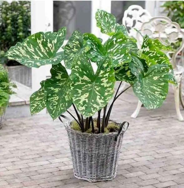 Hilo Beauty Elephant Ear Alocasia Small Rooted Starter Plant Fresh Garden