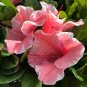 Encore Autumn Sunburst Azalea Deciduous Well Rooted Starter Plant Fresh Garden
