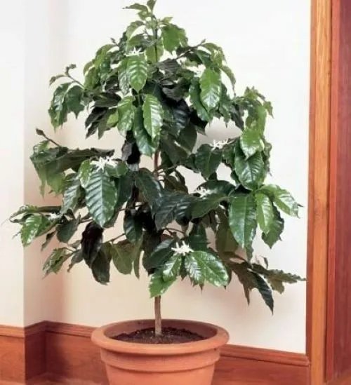 Arabica Coffee Bean Rooted Starter Plant Brew Your Own Coffee Fresh Garden
