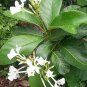 Climbing Frangipani Tropical Plumeria Fragrant Flowering Vine Plant Very Rare Fresh Garden