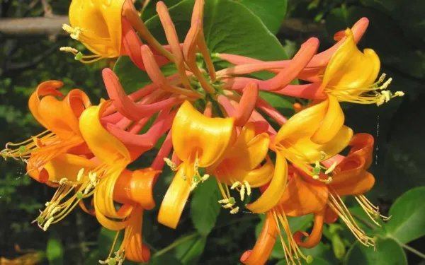 Mandarin Honeysuckle Lonicera Vine Starter Plant Butterfly &Hummingbird Paradise Fresh Garden