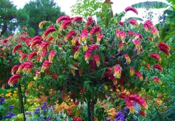Red & Yellow Shrimp Starter Plant Beloperone Gutatta Beautiful Unique Blooms Fresh Garden