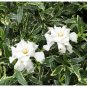 Ia Variegata Ia Jasminoides Plant Intensely Fragrant White Flowers Fresh Garden