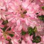 Pink Pearl Azalea Rhododendron Deciduous Starter Plant Beautiful Pink Iridescent Fresh Garden