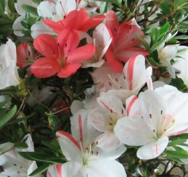 Iveryyana Azalea Rhododendron Deciduous Starter Plant White & Peach Striped Fresh Garden