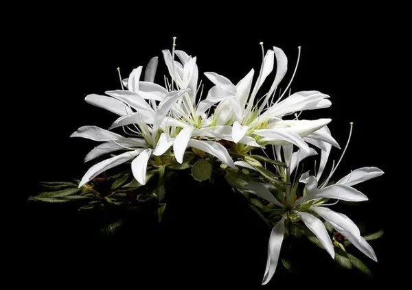 Koromo White Spider Azalea Rhododendron Deciduous Starter Plant Very Rare Fresh Garden