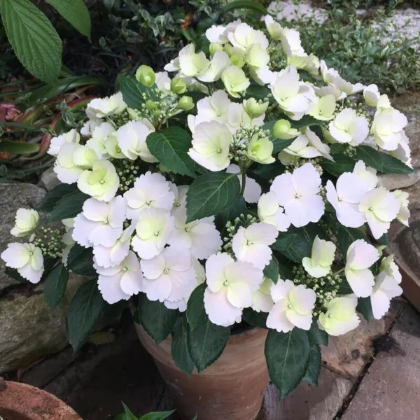 Fairytrail Bride Hydrangea Starter Plant Pure White With Hint Of Lime Fresh Garden