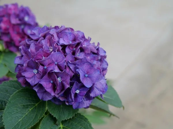 Wee Bit Grumpy Hydrangea Starter Plant Deep Violet To Ruby Red Fresh Garden