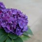Wee Bit Grumpy Hydrangea Starter Plant Deep Violet To Ruby Red Fresh Garden