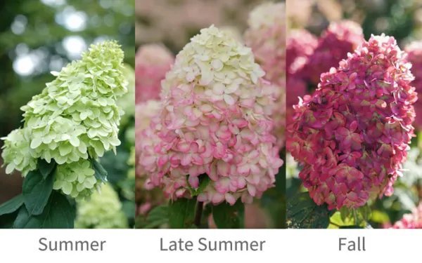 Limelight Prime Hydrangea Starter Plant Lime, White, Pink, & Magenta Fresh Garden