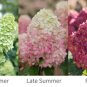 Limelight Prime Hydrangea Starter Plant Lime, White, Pink, & Magenta Fresh Garden