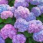 Penny Mac Hydrangea Starter Plant Deep Violet To Deep Red Fresh Garden