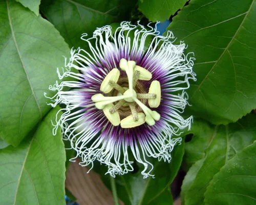 Possum Purple Passion Fruit Live Starter Plant Passiflora Edulis Self Fertile Fresh Garden