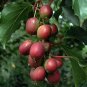 Ken'S Red Hardy Female Kiwi Vine Live Starter Plant Actinidia Arguta Usa Fresh Garden