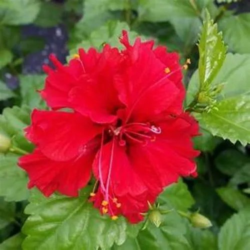 Pride Of Hankins Red Rooted Tropical Hibiscus Starter Plant Triple Red Bloom Fresh Garden