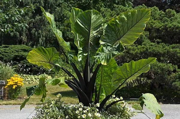 Dark Star Elephant Ear Alocasia Rooted Starter Plants Fresh Garden