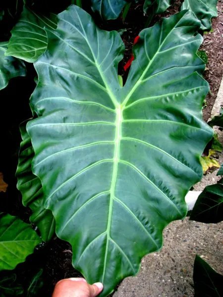 Mayan Mask Elephant Ear Alocasia Rooted Starter Plants Fresh Garden