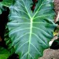 Mayan Mask Elephant Ear Alocasia Rooted Starter Plants Fresh Garden