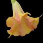 Mango Crush Brugmansia Angels Trumpet Plant Large Yellow/Orange Bloom Fresh Garden