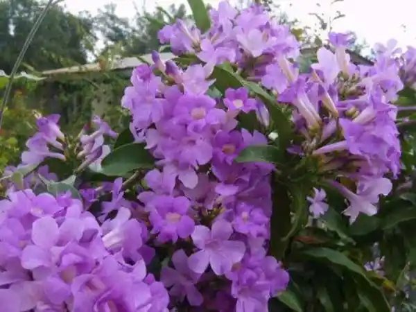 Garlic Vine Mansoa Alliacea Starter Plant Beautiful Purpletrumpet Flowers Rare Fresh Garden