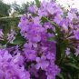 Garlic Vine Mansoa Alliacea Starter Plant Beautiful Purpletrumpet Flowers Rare Fresh Garden