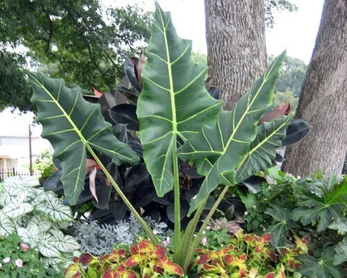 Sarian Elephant Ear Alocasia Rooted Starter Plants Fresh Garden