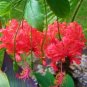 Chinese Lantern Rooted Hibiscus Schizopetalus Starter Plant Ships In Pot Fresh Garden