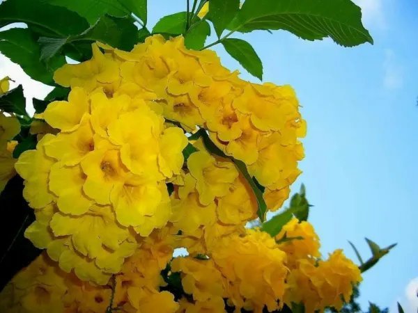 Yellow Bells Esperanza Tecoma Stans Yellow Trumpet Starter Plant Fresh Garden