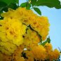 Yellow Bells Esperanza Tecoma Stans Yellow Trumpet Starter Plant Fresh Garden