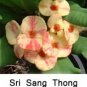Sri Sangthong Crown Of Thorns Euphorbia Milii Christ Plant Starter Plant Fresh Garden