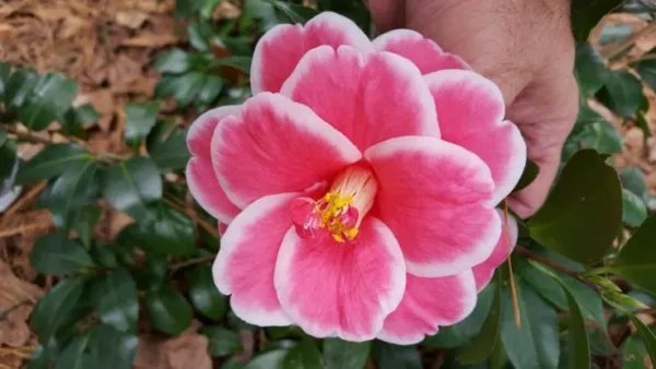 Tama Vino Unique Bloom Camellia Japonica Live Starter Plant Fresh Garden