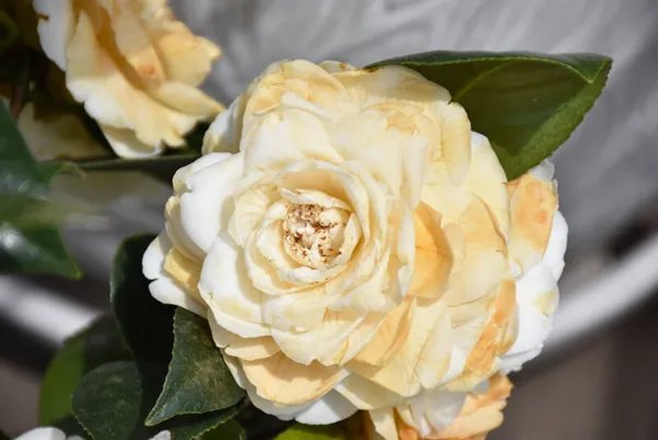 Lemon Glow Unique Bloom Camellia Japonica Live Starter Plant Fresh Garden
