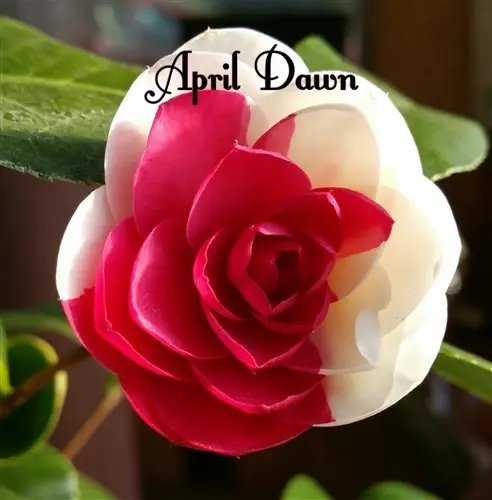 April Dawn Bicolor Bloom Camellia Japonica Live Starter Plant Fresh Garden