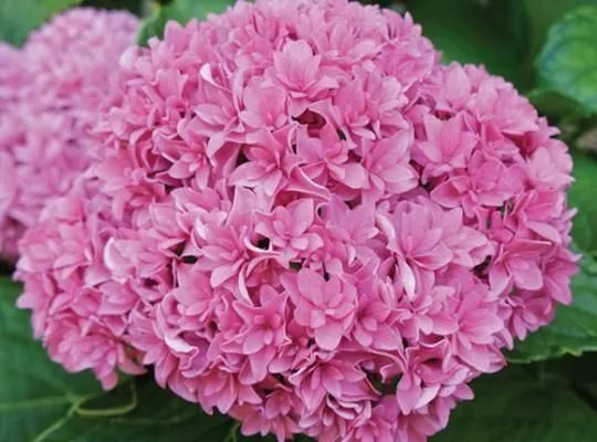 Rosy Splendor Hydrangea Starter Plant Lovely Unique Baby Pink Blooms Usa Fresh Garden