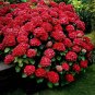 Akadama Hydrangea Starter Plant Opens Pink Then Deepens To Red Fresh Garden