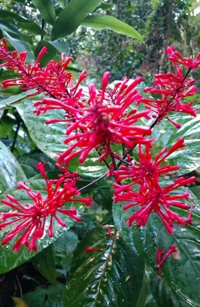 Fire Spike Red Odontonema Strictum Rooted Starter Plant Attracts Hummingbirds Fresh Garden