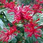Fire Spike Red Odontonema Strictum Rooted Starter Plant Attracts Hummingbirds Fresh Garden