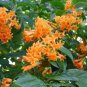 Orange Zest Flowering Jasmine Plant Cestrum Aurantiacum Attracts Butterflies Fresh Garden