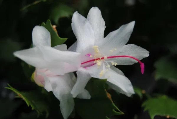 Christmas Cactus Starter Plant Arctic Ice Schlumbergera Fresh Garden