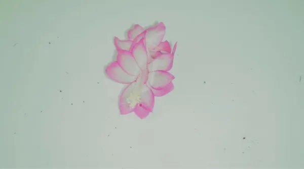 Christmas Cactus Starter Plant Pink Pearl Schlumbergera Truncata Fresh Garden